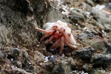 听说过网红猫岛、猪岛，见识过真正硬核的“蟹岛”吗？