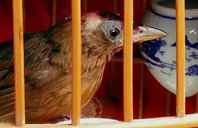 喂鸟有讲究,好鸟指什么