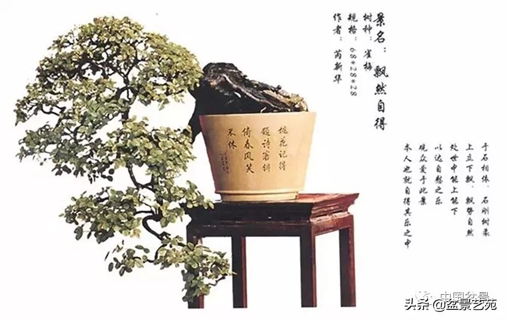 雀梅盆景艺术鉴赏图片,红芽雀梅盆景冬天怎么养护