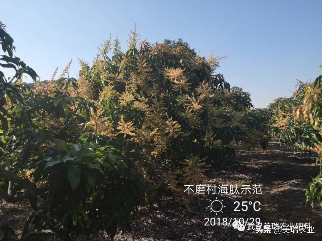 芒果催花药配方及技巧,天气冷了芒果怎么催花