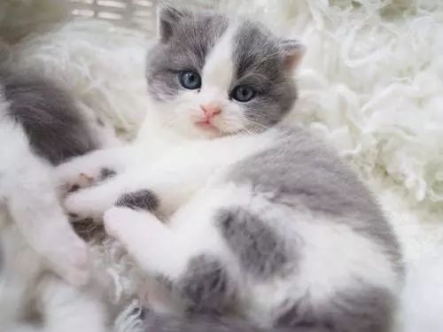 养猫怎么喂养小猫,新手养猫准备接猫咪需要买什么