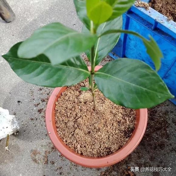 1个塑料瓶，繁殖出10盆栀子花，成活率高，新手也能玩