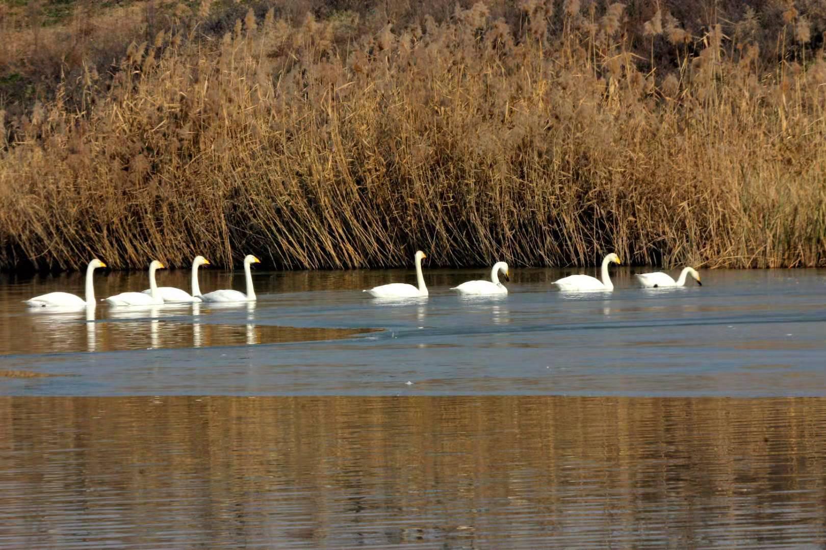 西安阎良区：石川河里天鹅翩翩舞