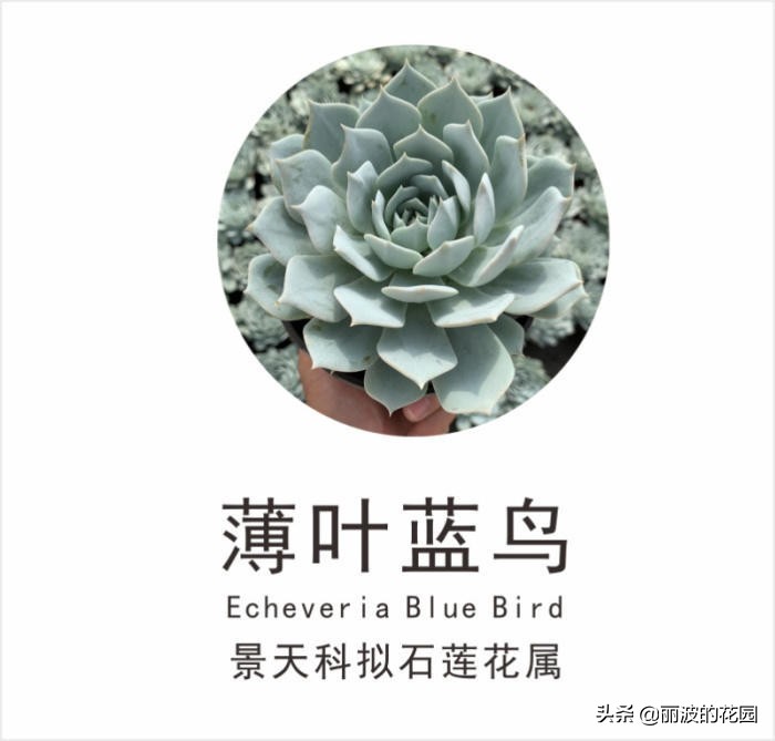 多肉植物薄叶蓝鸟怎么繁殖,多肉植物薄叶蓝鸟能耐多少低温