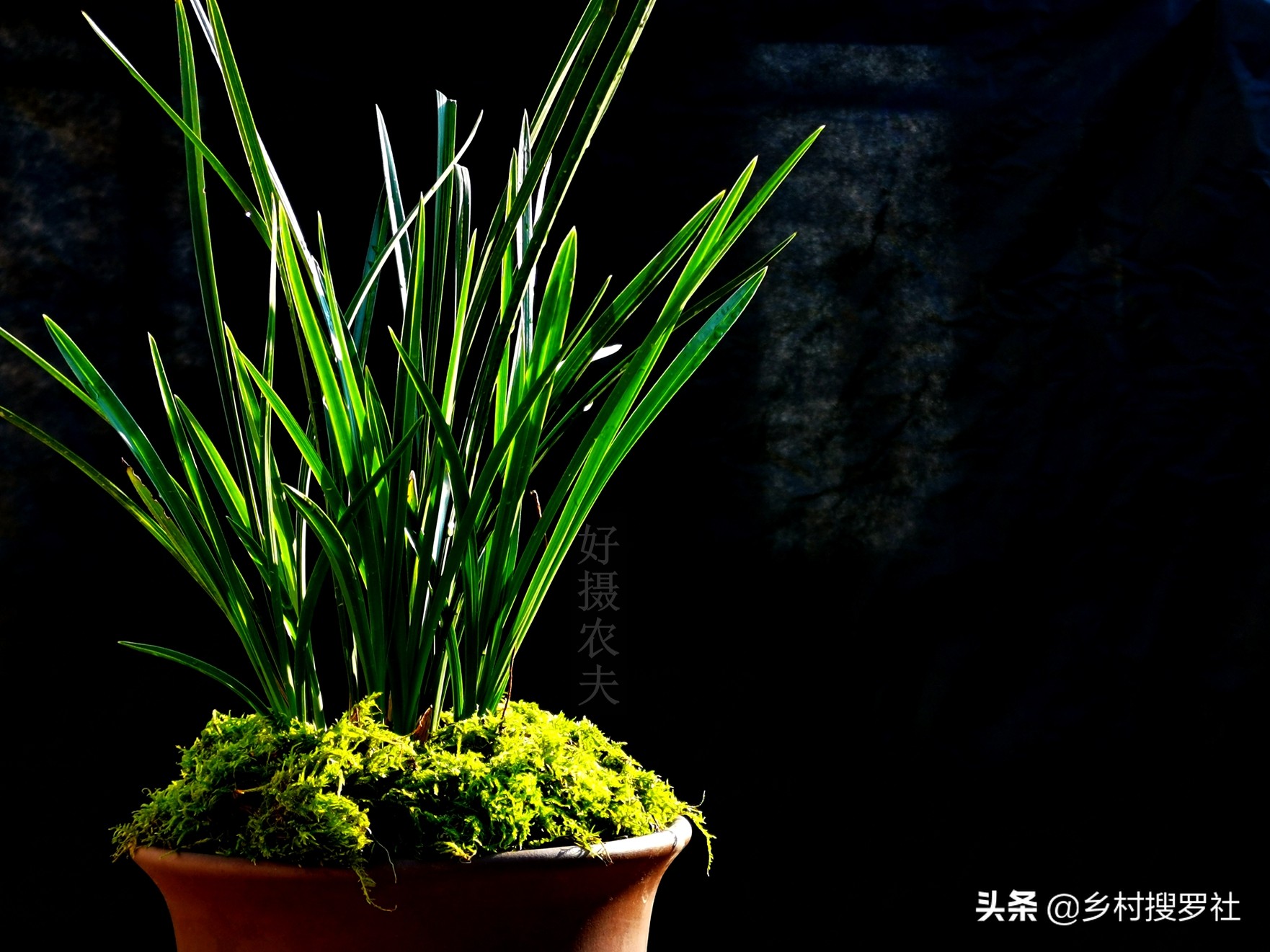 兰花要用什么肥成活率最高,兰花什么时候种植成活率高