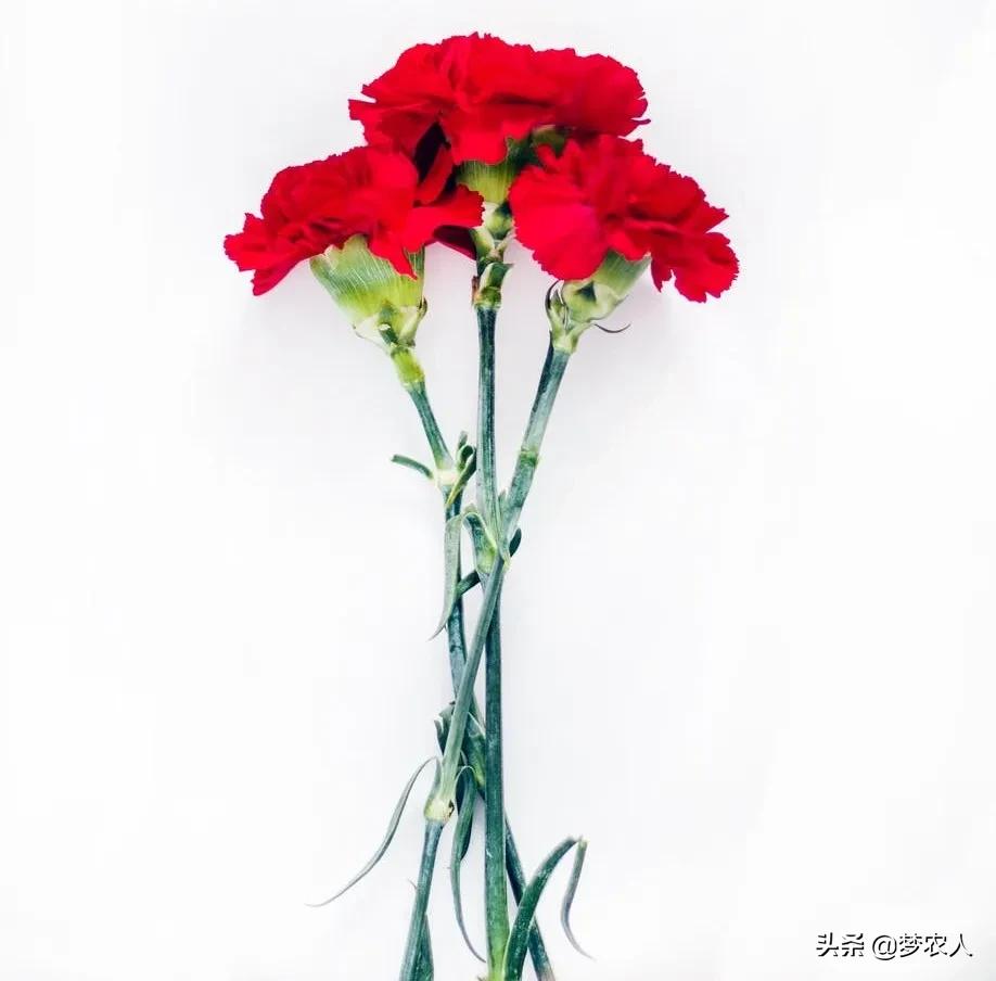 愿你此后一生幸福美满,愿你此后前程似锦