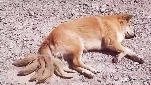 它是一条奇怪的“九尾”流浪狗，当人们看清楚之后，却直接泪目