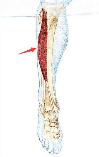如何快速放松肌肉腿,怎么用筋膜枪放松腿部肌肉