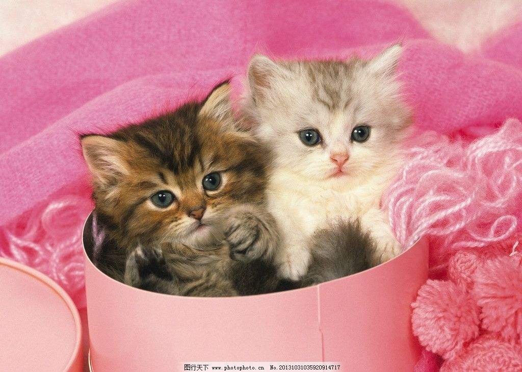 新手养猫可能会遇到的一些问题解答