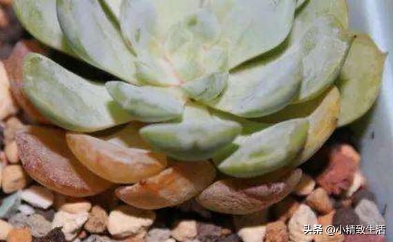 多肉植物有枯叶怎么办呢,多肉植物的枯叶要摘了吗