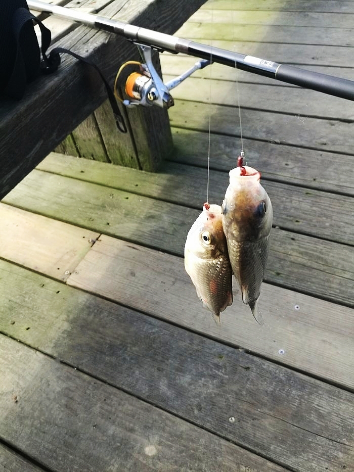 野钓鲫鱼全攻略!13大秘籍,7000字,找鱼窝、选天气,各种小技巧