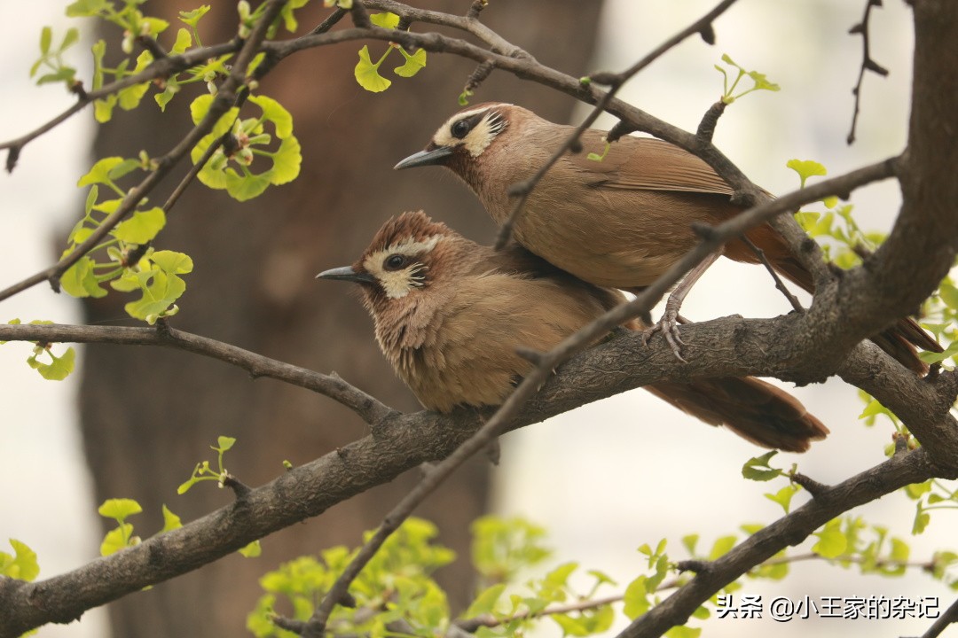 国际爱鸟日天桥岭,国际爱鸟日
