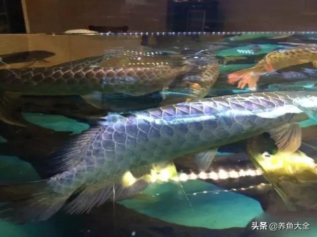 养金龙鱼过程马来西亚,马来西亚养金龙