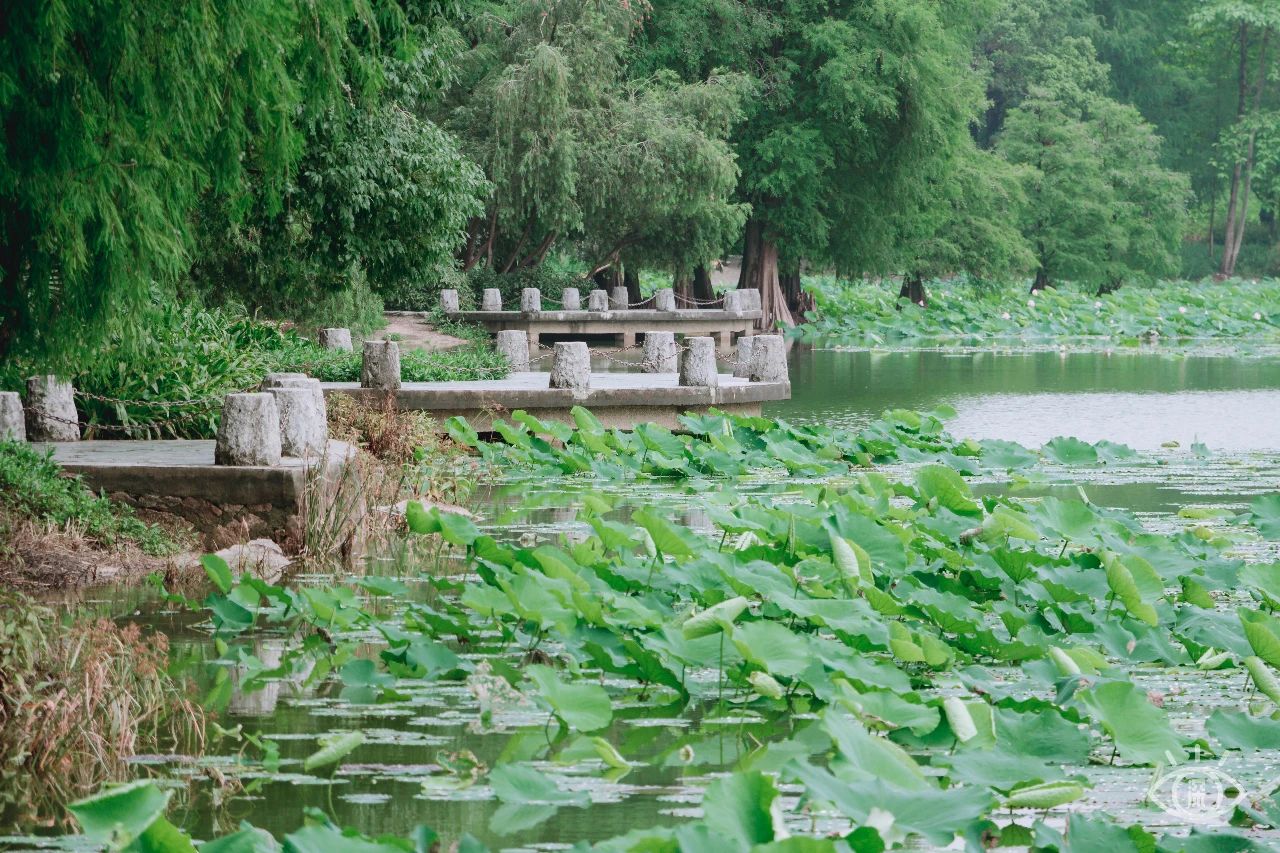 深圳洪湖公园7月18号还有荷花吗,深圳洪湖公园现在有荷花开吗