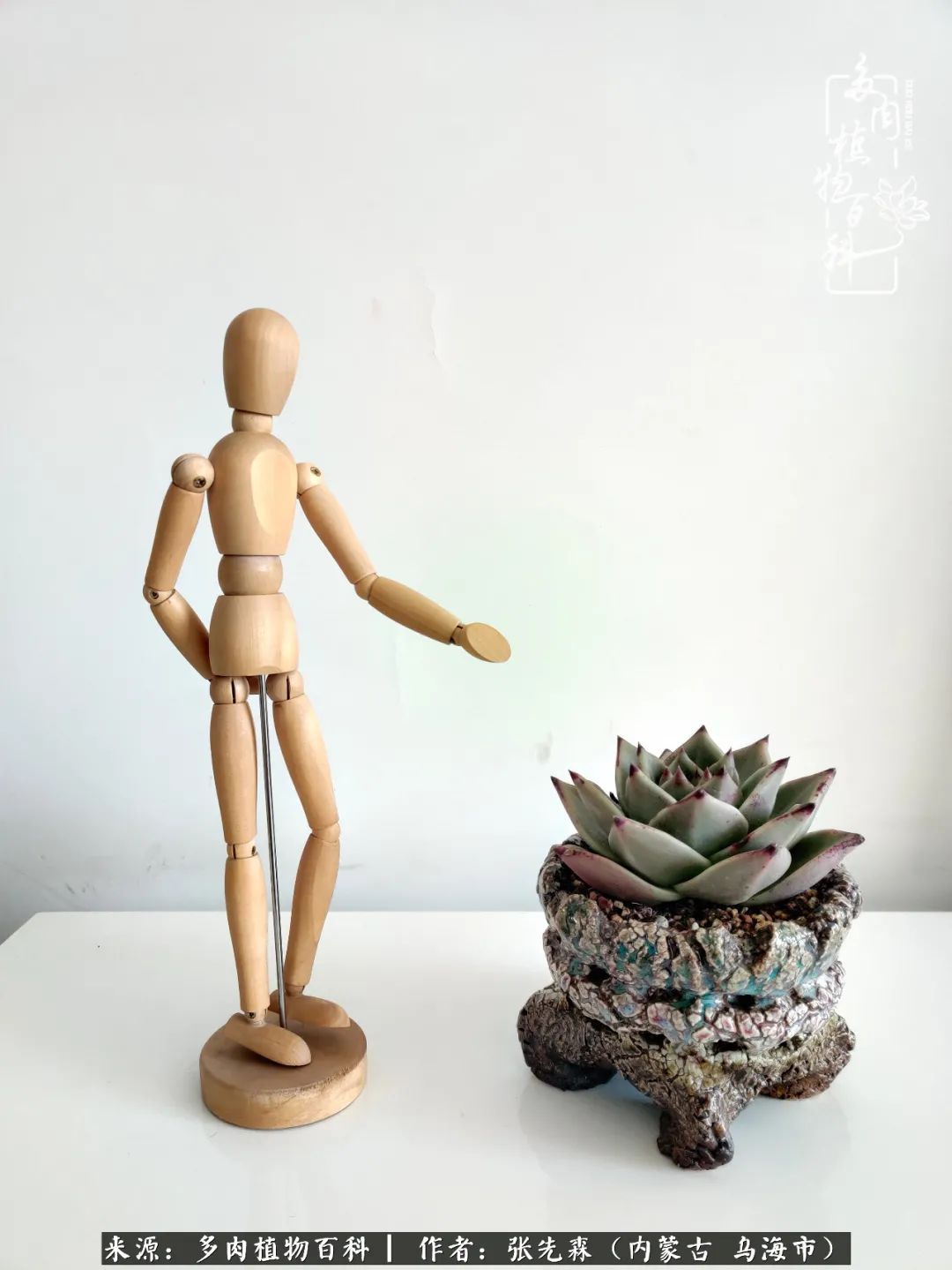 吸取教训，不断探索，英语老师的多肉碎碎念