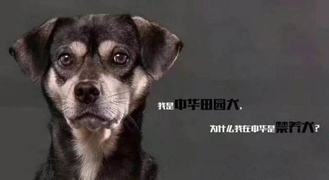 中华田园犬与古代田园犬,中华田园犬常识大全