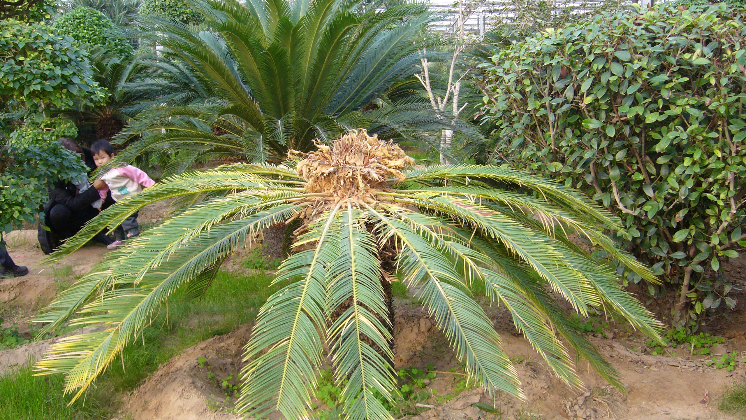 呀路古热带植物园和九天休闲谷,九天休闲谷热带植物园