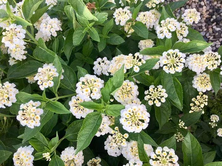 五月份被公认阳台最好养的10种花,喜阴耐旱适合室内养的50种花