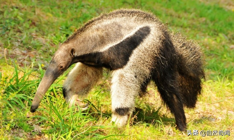 亚马逊十大凶猛植物,巴西亚马逊热带雨林动植物