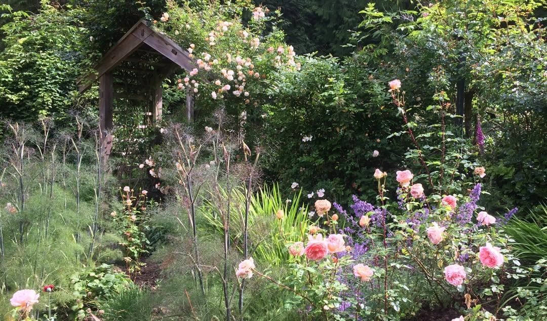 爬藤植物怎么牵引造型,爬藤植物是怎么爬藤的