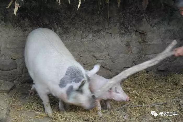 农村生活实拍,农村生活污水处理