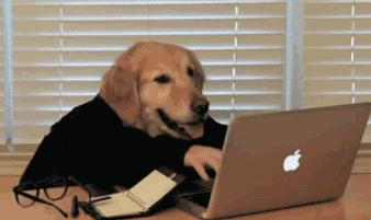 「畅享养宠」夏季狗狗异味深长？简单几招，让Ta一味不留