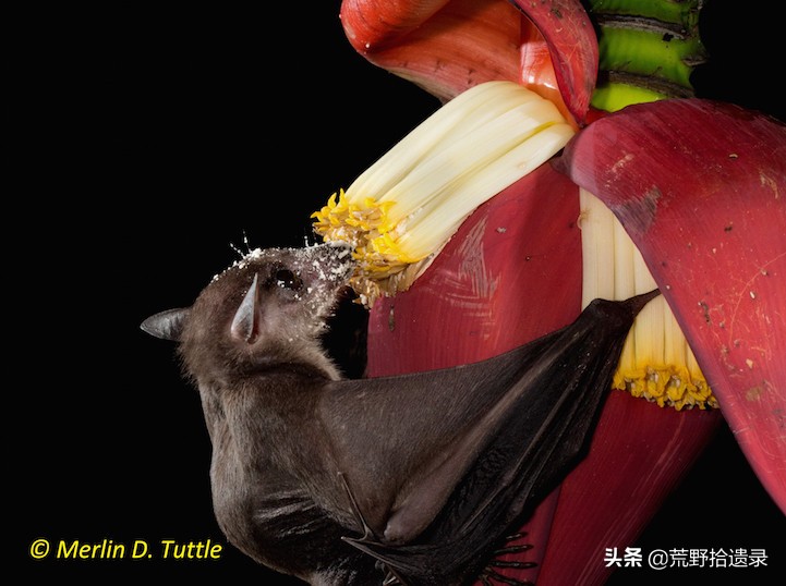 蝙蝠天敌是什么怎么赶走蝙蝠,蝙蝠应不应该打死