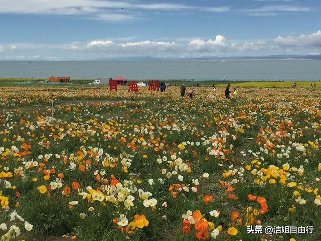 青海湖大环线7天自驾游攻略,6月青海大环线旅游攻略