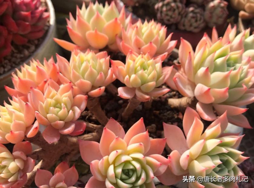 网购的群生玉露干瘪怎么办,网购多头群生多肉怎么上盆