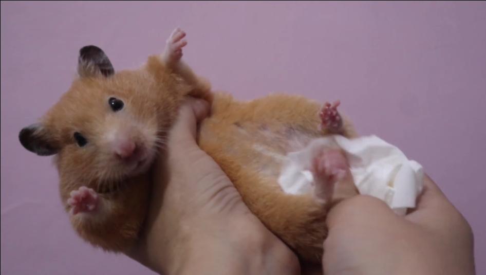 成年金丝熊要注意什么事项,金丝熊要注意什么事项