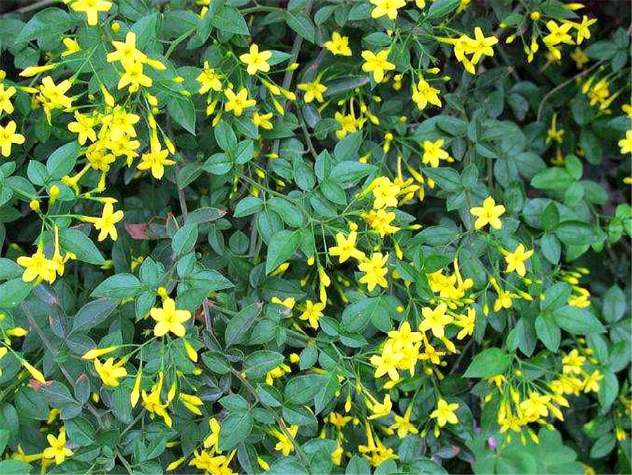 迎夏花和迎春花一样吗,迎春花和迎夏花的对比