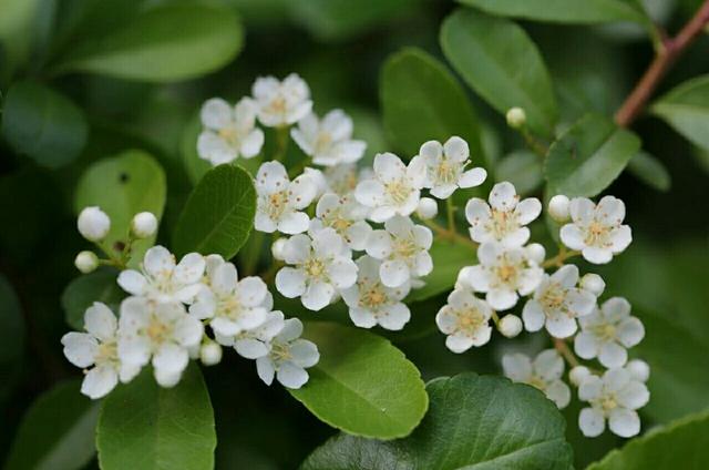 植物图鉴窄叶火棘,植物图鉴灌木