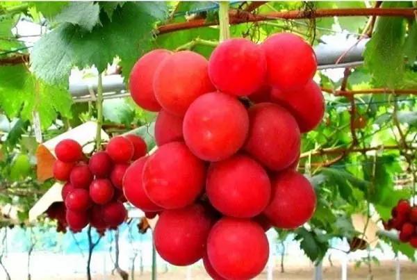 日本人就从来不抱怨苹果太贵，收藏几个异国瓜果能让你变成有钱人