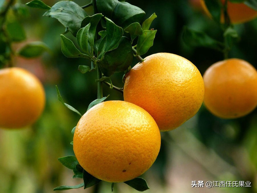 南方春季能种植皇帝柑吗,广东皇帝柑种植基地有苗卖吗