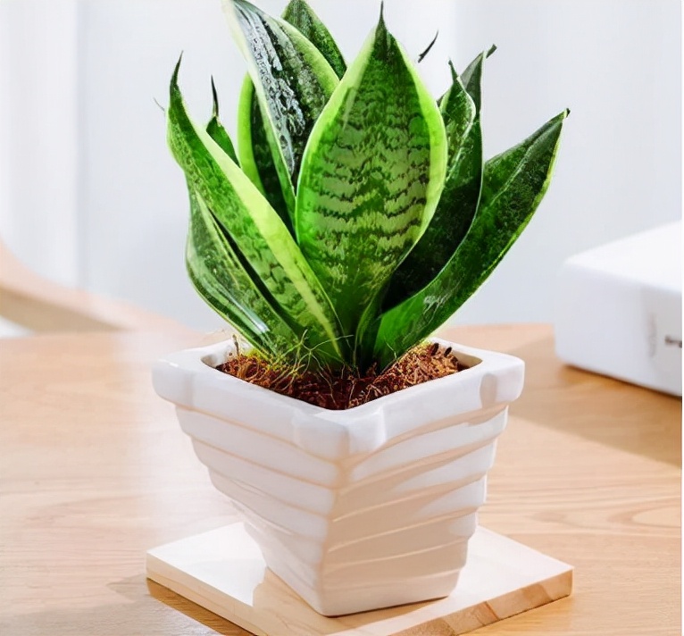 房屋装修买什么盆栽好养,新房装修养什么植物