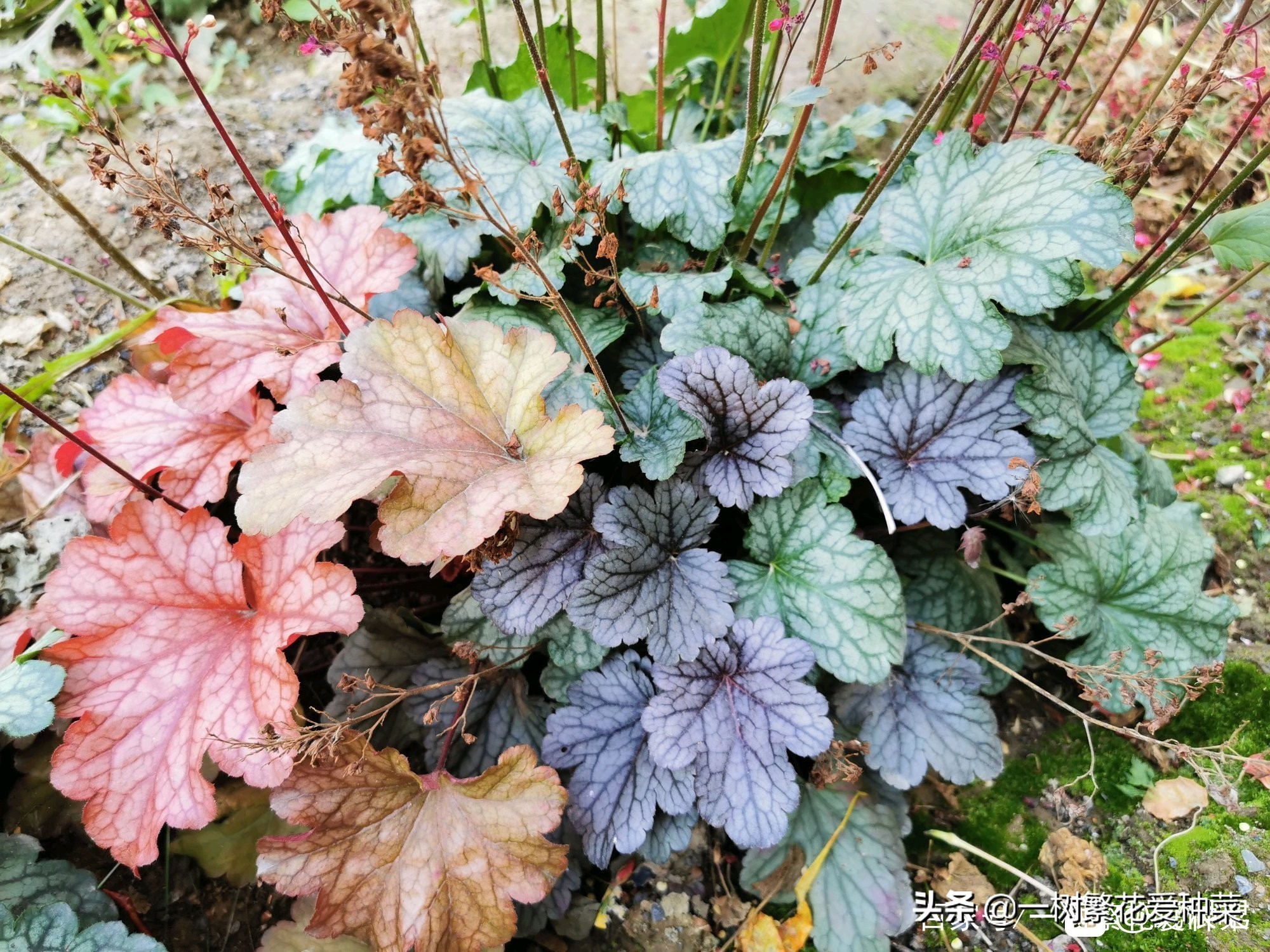 耐寒的植物矾根,矾根什么季节颜色好看