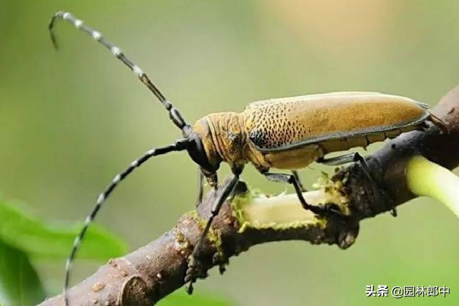 海棠树没有任何征兆，树干却有许多小孔，内部也被危害，怎么办？