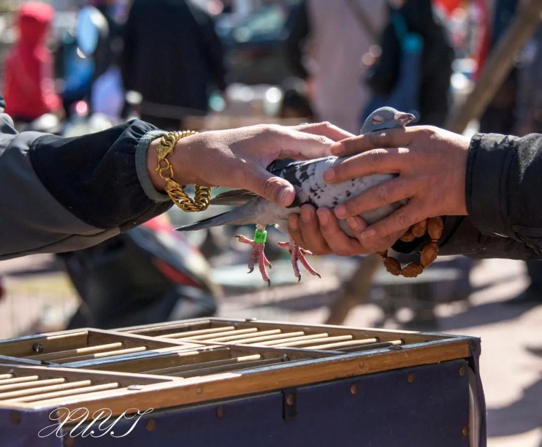 天津徐庄子宠物市场,天津北辰小街桥下宠物市场