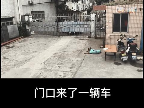 这狗狗的智商也是逆天了,一只不起眼的狗狗太聪明了