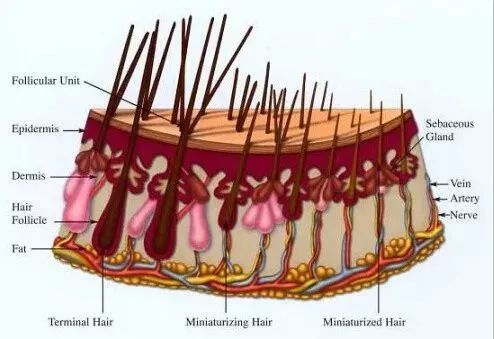 boz宝致皮肤解析,boz宝致防晒霜
