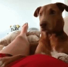 狗狗被孕妈肚子里的宝宝踢了一脚,狗狗怀孕宝宝踢肚子会生吗