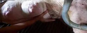 母猪难产不用怕,轻松教你绝招来搞定