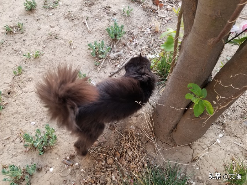 光影中的生灵仙鹤,光影生灵幻化图