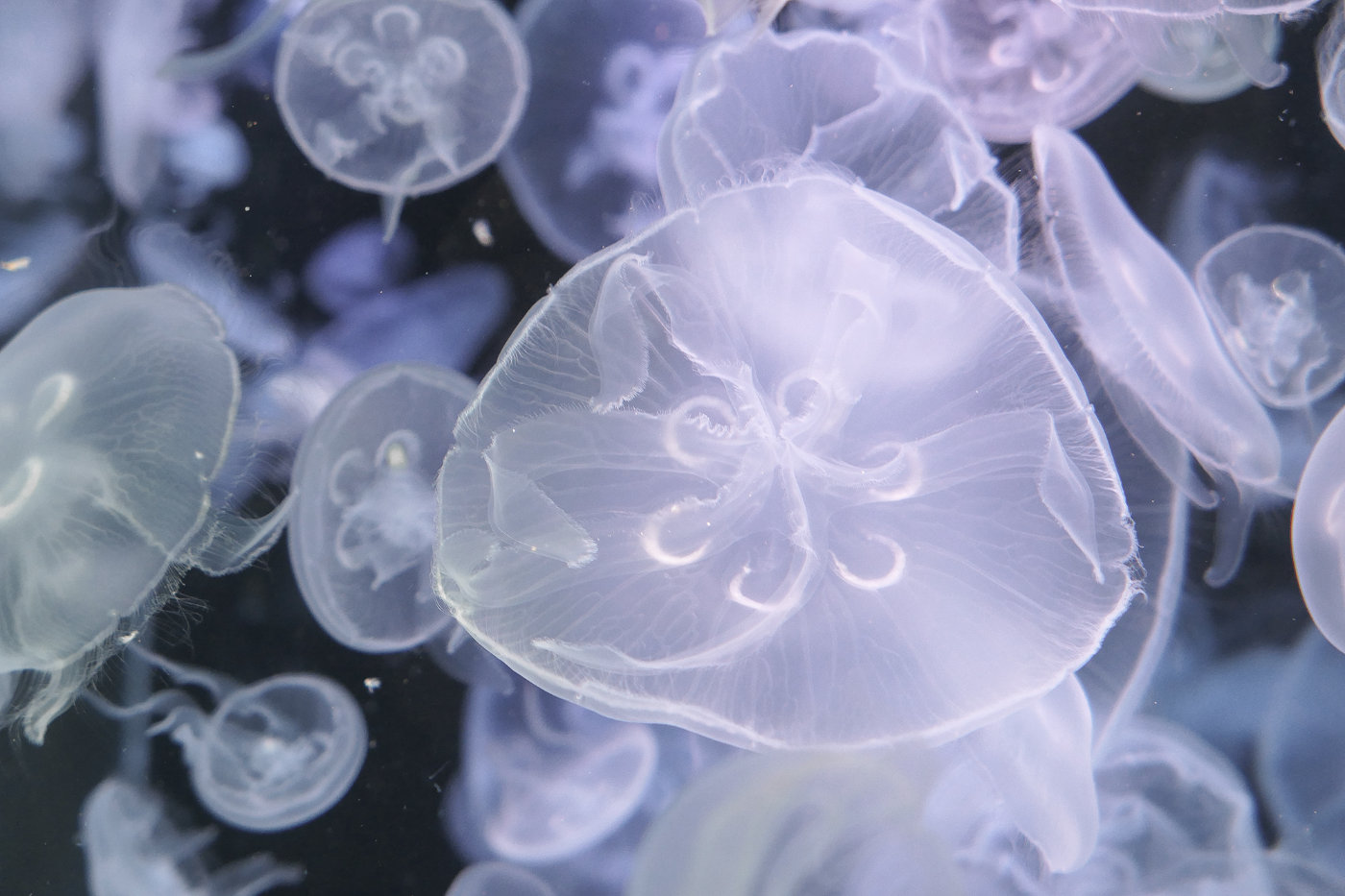 松下街拍视频,松下lx10翻新