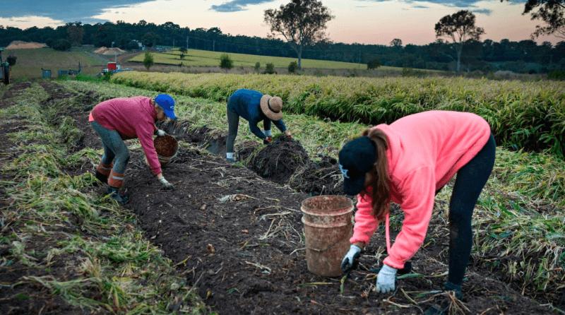 澳洲农场工作究竟有多累,澳洲背包客打工