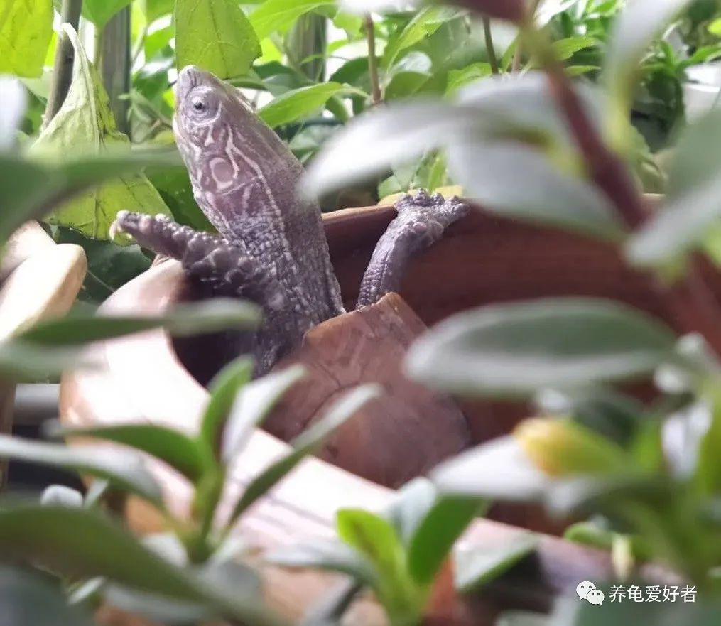 养龟的十大常见问题,养龟的十大准备