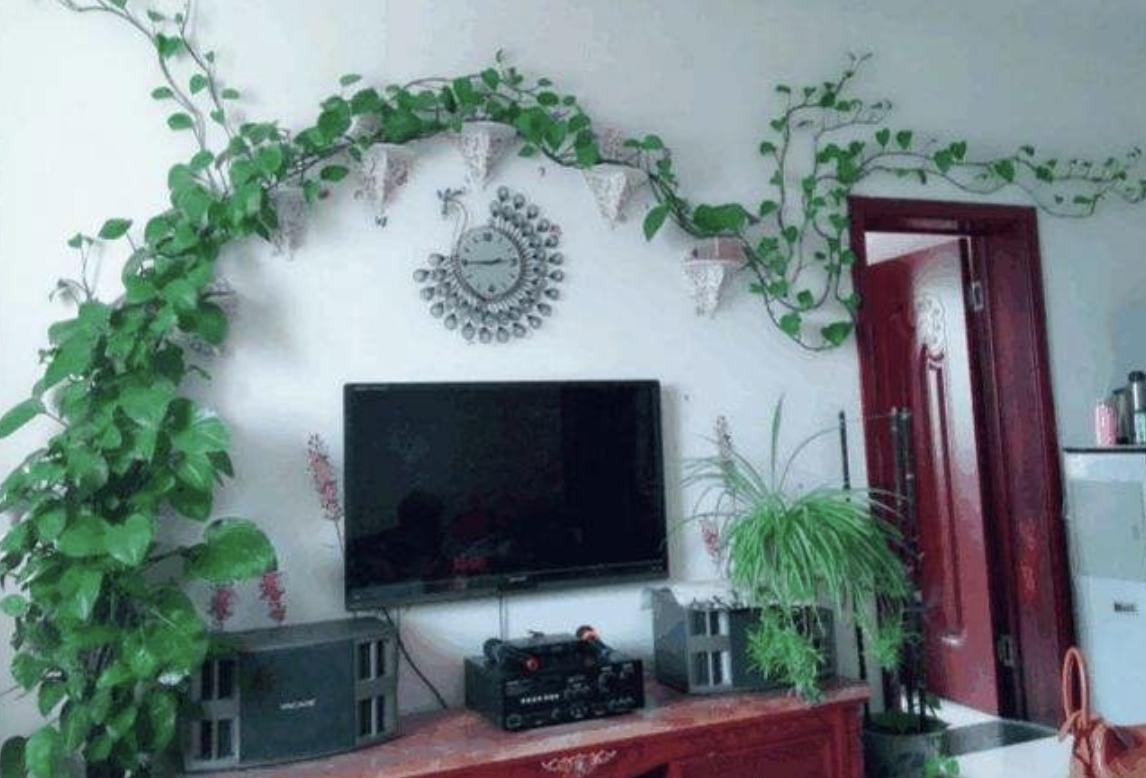 陈大妈养了“2种花”，养护10个月，枝叶开始“爬上墙”，美！