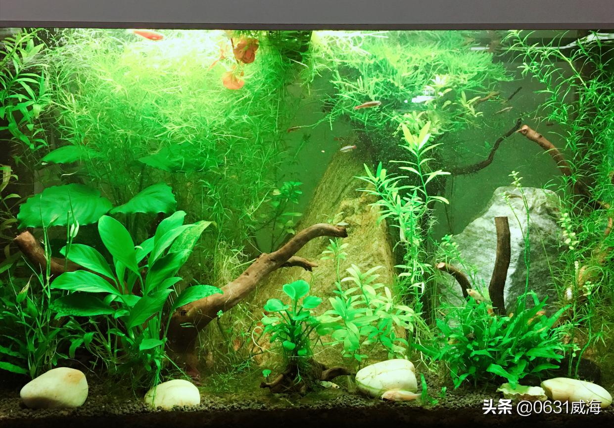 天气变暖鱼怎么反而不吃了,燕鱼水霉病和白毛病的区别