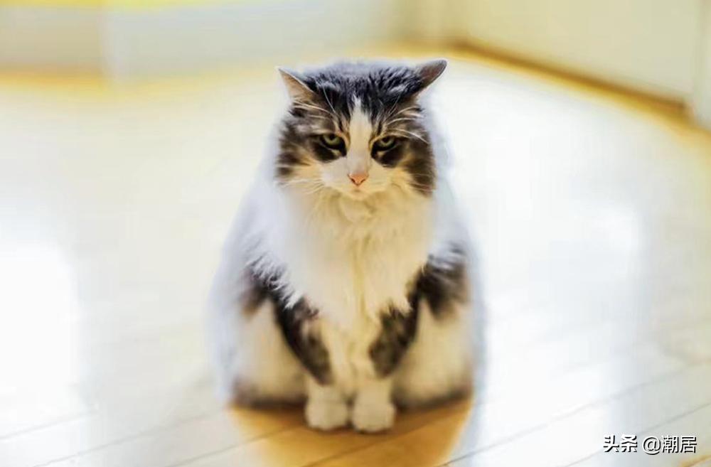 猫咪怎么吃得胖,猫猫太瘦怎么给它补充营养