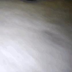 昨晚，我家猫叼来了一件蕾丝内衣…